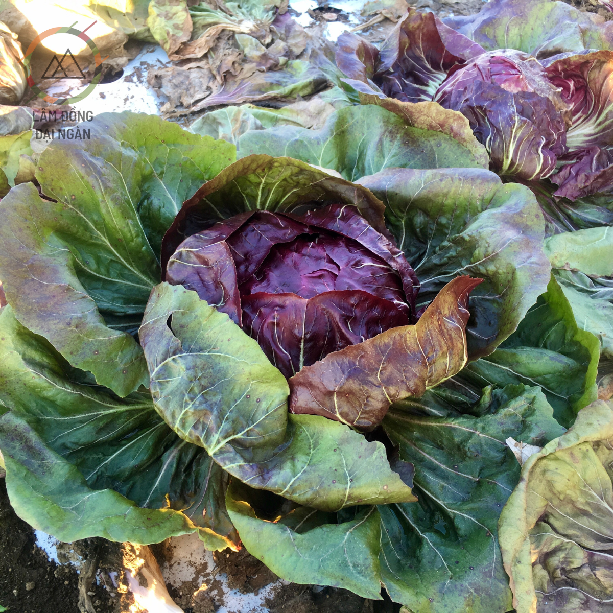 Cải Radicchio